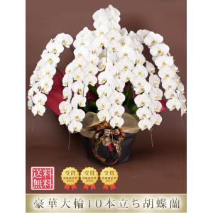 【東海3県(愛知・岐阜・三重)宛 限定】胡蝶蘭...の詳細画像2