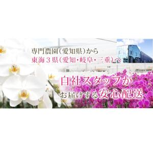 【東海3県(愛知・岐阜・三重)宛 限定】胡蝶蘭...の詳細画像3