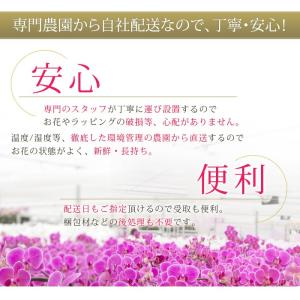 【東海3県(愛知・岐阜・三重)宛 限定】胡蝶蘭...の詳細画像4
