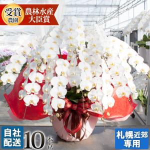 【札幌周辺 お届けエリア限定】 胡蝶蘭 豪華 特注白大輪 10本立ち 安心の自社配送 ギフト 開店祝い 開業祝い お祝い お供え 北海道 [r-tokubetu10fh-fw]