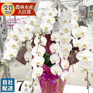 東海３県 愛知 岐阜 三重 宛 限定 胡蝶蘭 白大輪 7本立ち 安心の自社配送 木札 ラッピングサービス R Tokubetu7 Fw R Tokubetu7f Fw 胡蝶蘭専門農園 Iファーマーらんぼ 通販 Yahoo ショッピング