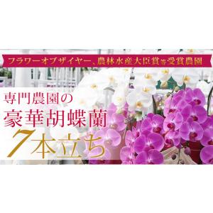 【東海3県(愛知・岐阜・三重)宛 限定】胡蝶蘭...の詳細画像1