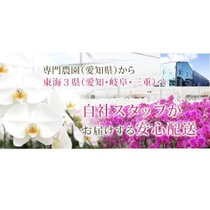 【東海3県(愛知・岐阜・三重)宛 限定】胡蝶蘭...の詳細画像3