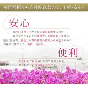 【東海3県(愛知・岐阜・三重)宛 限定】胡蝶蘭...の詳細画像4