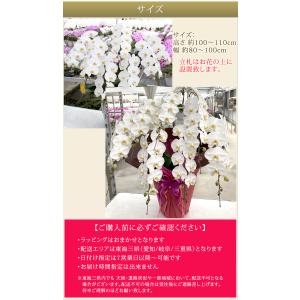 【東海3県(愛知・岐阜・三重)宛 限定】胡蝶蘭...の詳細画像5