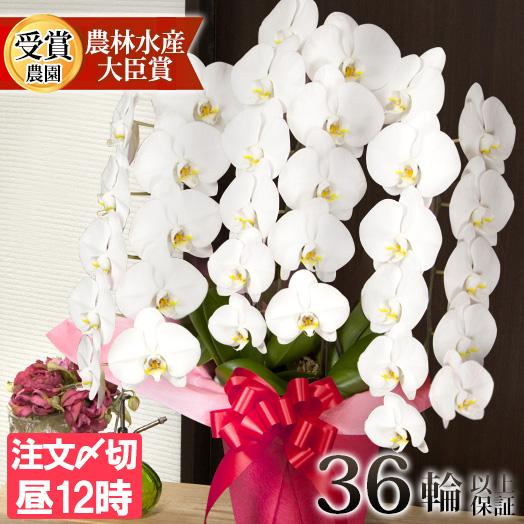 胡蝶蘭 大輪３本立ち 蕾含む36輪以上 お祝い お供え ギフト 開店祝い 開業祝い お歳暮 お年賀 ...