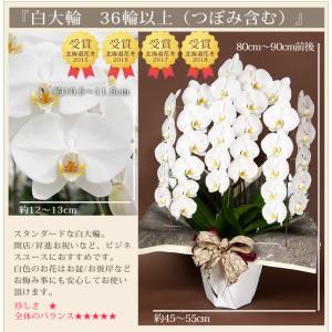 胡蝶蘭 大輪 3本立ち 36輪以上(蕾含む) ...の詳細画像2