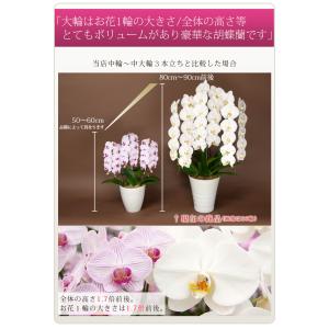胡蝶蘭 大輪 3本立ち 36輪以上(蕾含む) ...の詳細画像3