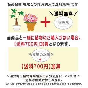 『受け皿大 直径24cm 白 プラスチック』 ...の詳細画像2