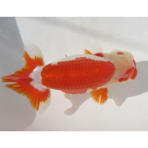 日本最級 B2 9 特選種用三歳魚 雄 金魚 らんちゅう 12号 金魚の王様 らんちゅう です 観賞魚生体