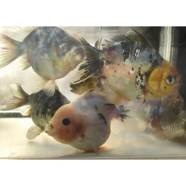 本日大特価！(金魚)-中国産水墨オランダショートテール-二歳魚（9-11ｃｍ）1匹