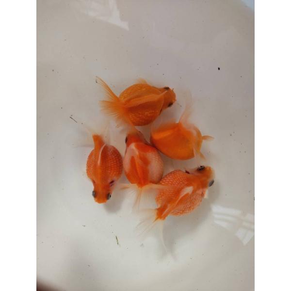 (金魚)-サラサ・コメット　12-14cm  1匹