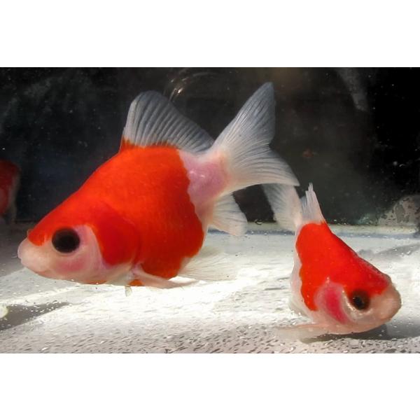 本日大特価! (金魚)-サラサ玉錦（服部氏） 6-7cm　5匹セット