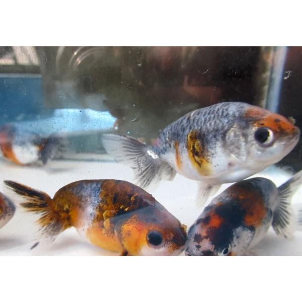 (金魚)-墨江戸錦（加藤氏）10cm前後　1匹