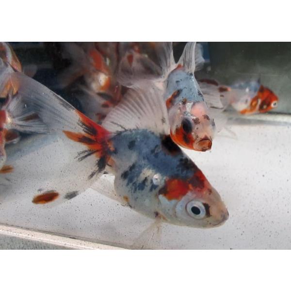 (金魚)-キャリコ琉金 上物（深見氏）7-8cm 1匹