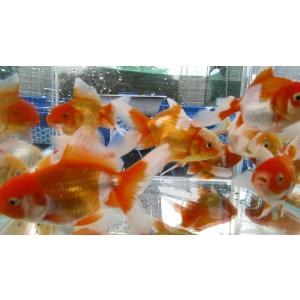 本日大特価！(金魚)-オランダ　当歳魚(9-11cm) 1匹