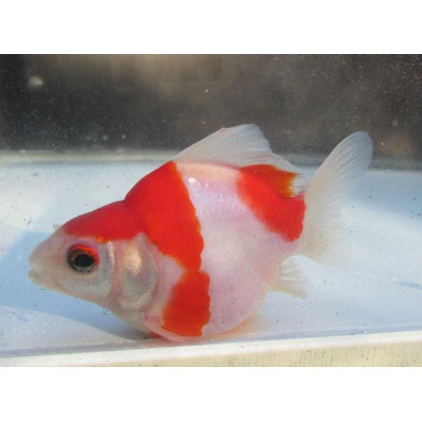 (金魚)-玉サバ　二歳魚　8-10cm　1匹