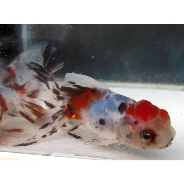 (金魚)二歳東錦（飯田産） 8-9cm　1匹