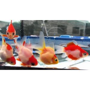 (金魚)-玉サバ 二歳魚 (8-9cm) 1匹の詳細画像1