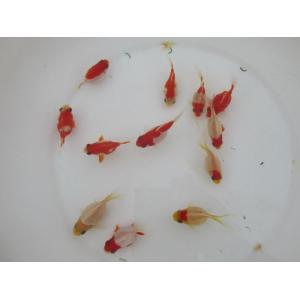 (金魚)-玉サバ 二歳魚 (8-9cm) 1匹の詳細画像2