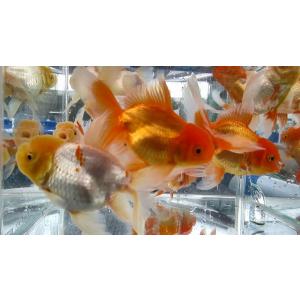 本日大特価！(金魚)-伊勢オランダ 当歳魚(10-11cm) 1匹