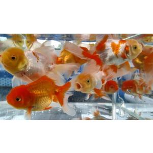 本日大特価!(金魚)-伊勢オランダ 二歳魚(1...の詳細画像1