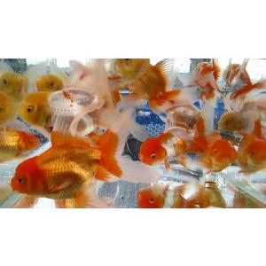 本日大特価!(金魚)-伊勢オランダ 二歳魚(1...の詳細画像2