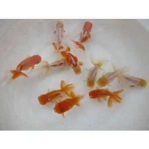 本日大特価!(金魚)-伊勢オランダ 二歳魚(1...の詳細画像3