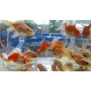 (金魚)-桜東錦 二歳魚(6-8cm) 1匹