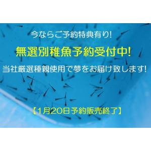 (金魚)らんちゅう-販売-完全無選別稚魚 　100匹+α