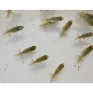 (金魚)らんちゅう-黒仔（4ｃｍ前後）20匹セット+α