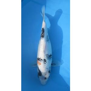 ★[錦鯉]-銀鱗昭和 (伊佐系統) 33cm No.2