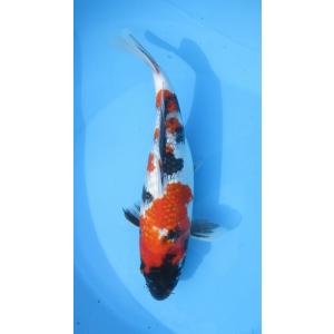 ★[錦鯉]-銀鱗昭和 (伊佐系統) 30cm No.38