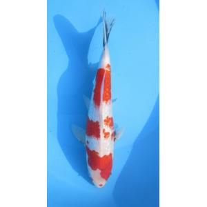 ★[錦鯉]-銀鱗昭和 (伊佐系統) 30cm No.36