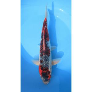 ★[錦鯉]-五色三色 40cm No.1