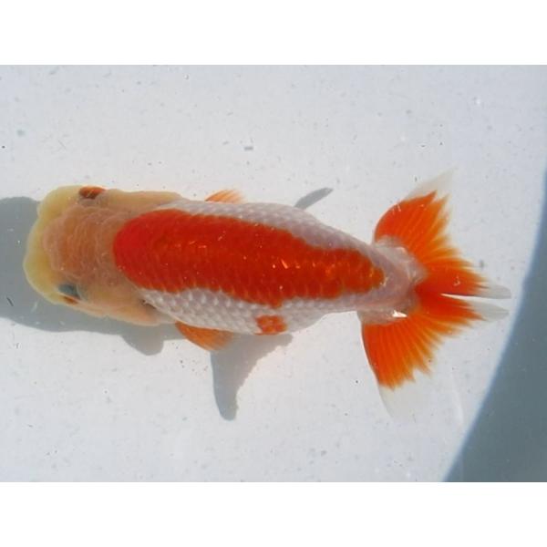 (金魚)らんちゅう-12号 特選種用二歳魚(雌) 180F-13