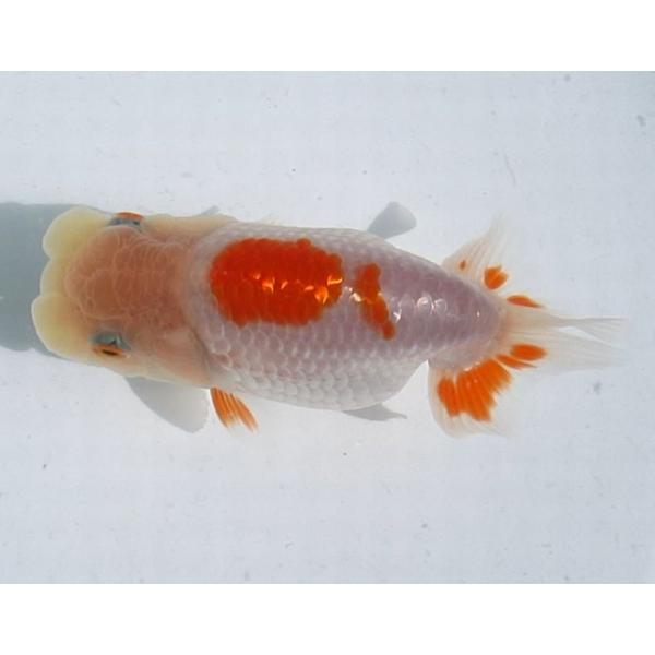 (金魚)らんちゅう-12号 特選種用二歳魚(雌) 180F-8