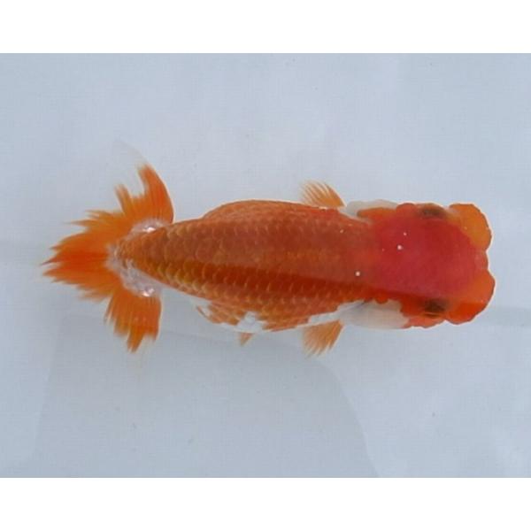 (金魚)らんちゅう-5号 特選種用二歳魚(雌) 180B-3