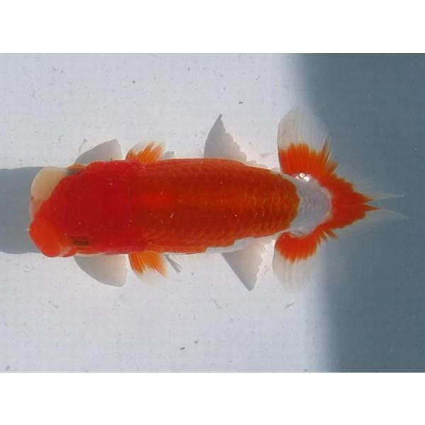 (金魚)らんちゅう-4号 特選種用二歳魚(雄) 180C-10