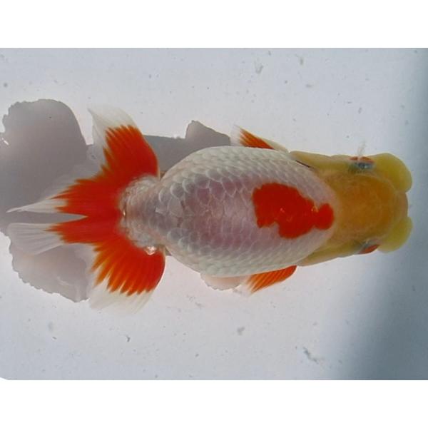 (金魚)らんちゅう-4号 特選種用二歳魚(雄) 450A-8