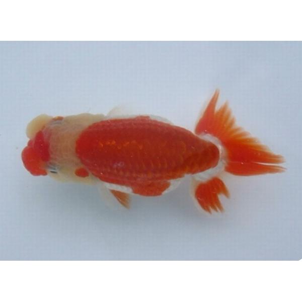 (金魚)らんちゅう-14号 特選種用二歳魚(雄) W400A-26