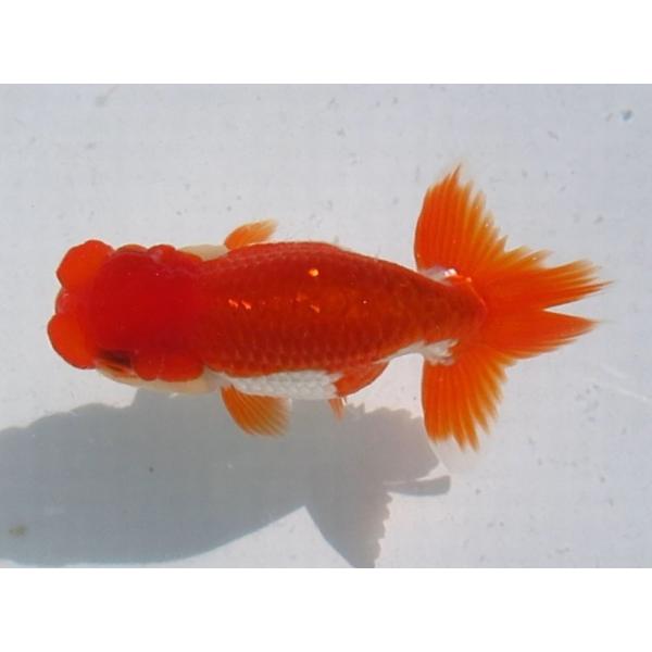 (金魚)らんちゅう-14号 特選種用二歳魚(雄) W400A-5