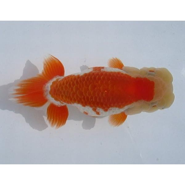 (金魚)らんちゅう-1号 特選種用二歳魚(雌) 600B-20