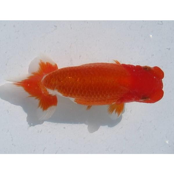 岡山T氏 特選種用二歳魚(雌) H480D-11