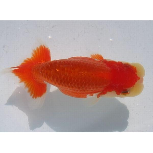 (金魚)らんちゅう-岡山T氏 特選種用二歳魚(雄) H480D-12