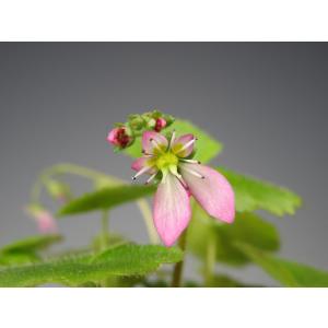 赤花ハルユキノシタ　山野草　ユキノシタ