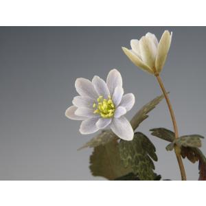 ユキワリイチゲ(1)　山野草