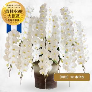 胡蝶蘭 特注 関東限定 白大輪胡蝶蘭10本立ちこちょうらん お祝い 就任祝い 開店祝い 移転祝い 周年祝い 選挙 当選祝い 昇進祝い お供え プレゼント