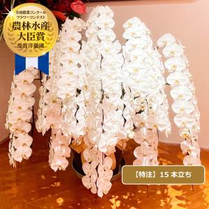 胡蝶蘭 特注 関東限定 白大輪胡蝶蘭15本立ち こちょうらん お祝い 就任祝い 開店祝い 移転祝い 周年祝い 選挙 当選祝い 昇進祝い お供え プレゼント