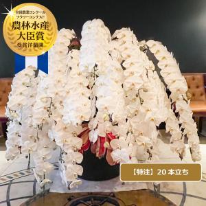 胡蝶蘭 特注 関東限定 白大輪胡蝶蘭20本立ち こちょうらん お祝い 就任祝い 開店祝い 移転祝い 周年祝い 選挙 当選祝い 昇進祝い お供え プレゼント